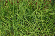 Lawn Care in Holland Michigan