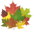 Fall Leaf Removal in Holland Michigan