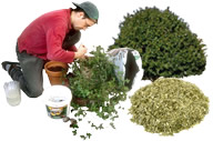 Landscaping and Landscape Maintenance