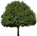 Tree and Plant Fertilizing in West Michigan