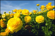 Soil Testing and Amendments