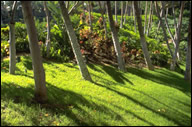 Tree and Plant Fertilizing in Holland Michigan